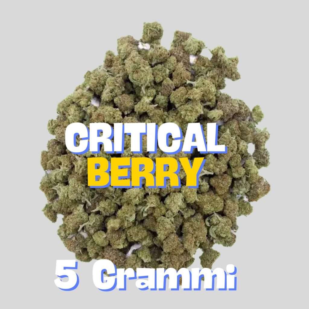 critical berry small buds