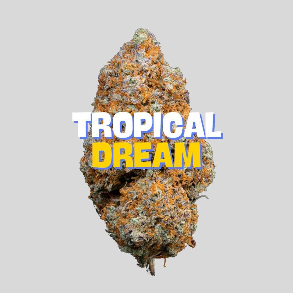 TROPICAL DREAM
