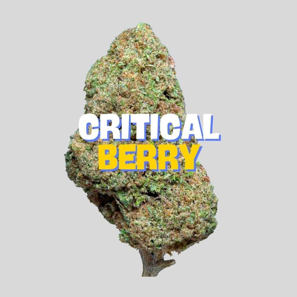 critical berry